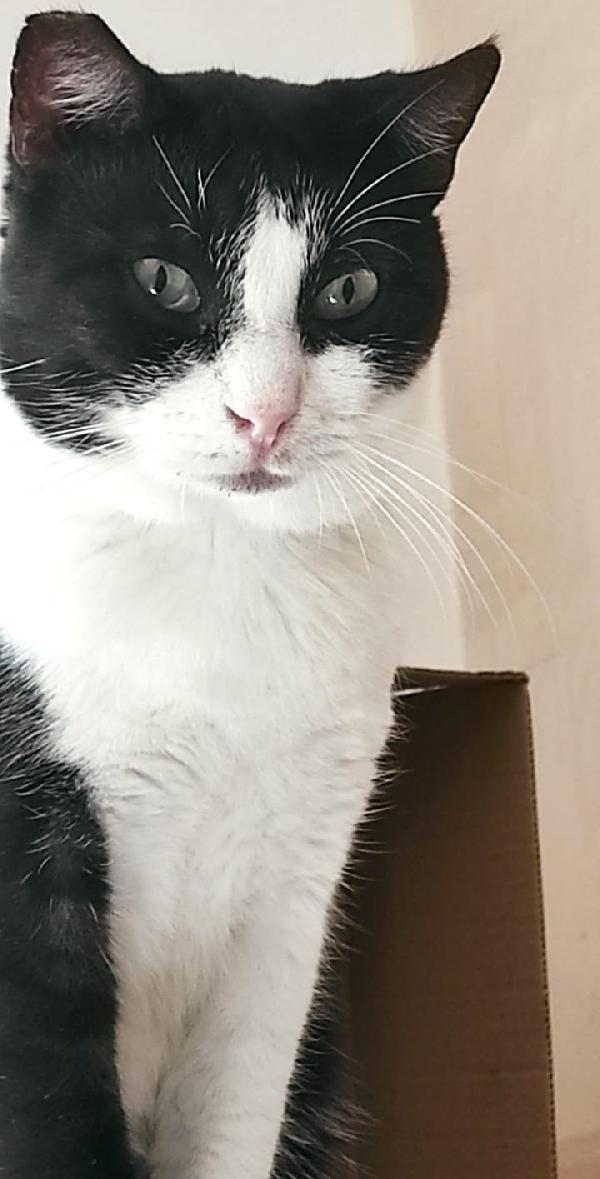 ZORRO & FRANCESCO Foto 10